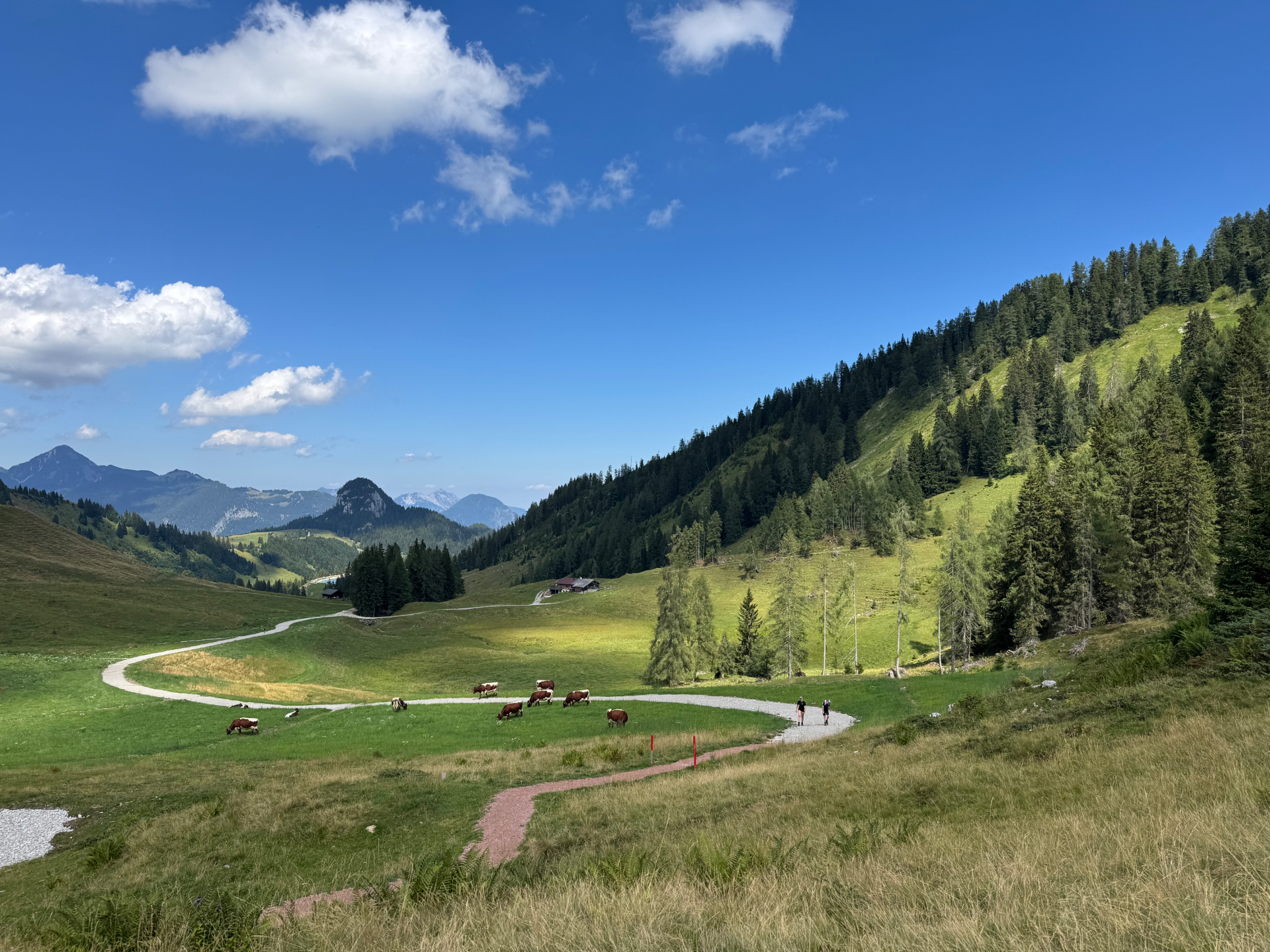 Groene almweide met grazende koeien en een wandelpad in het Salzburger Saalachtal in Oostenrijk.